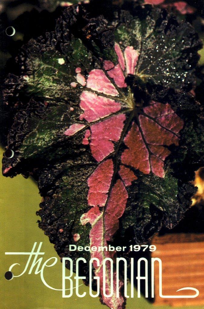 B. ‘Woodriff's Tricolor’